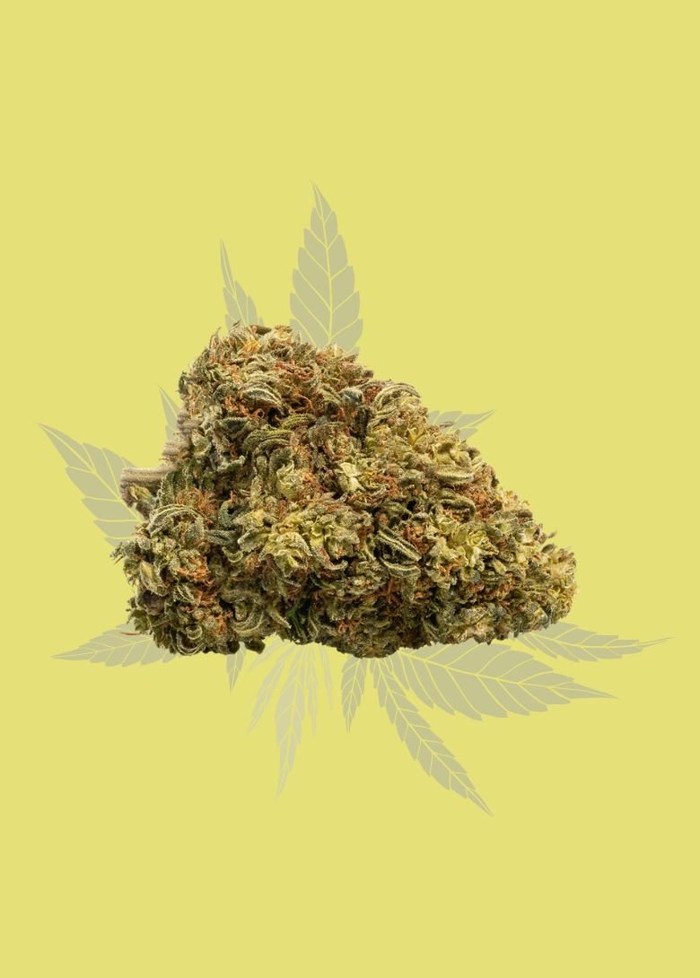 Fleur de cannabis Critical Kush en gros plan sur un fond vert intense avec des feuilles en arrière-plan