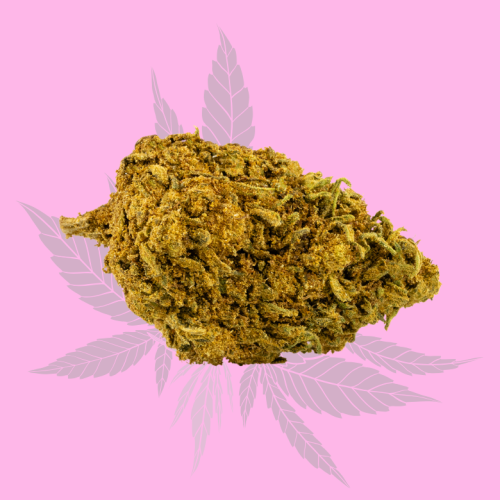 Fleur de cannabis de variété Gorilla Scout Cookies mise en avant avec un fond rose et des feuilles stylisées