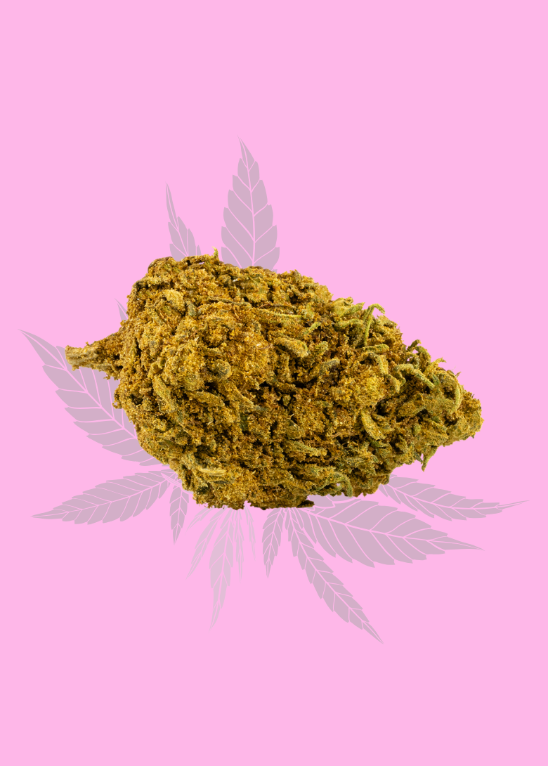Fleur de cannabis de variété Gorilla Scout Cookies mise en avant avec un fond rose et des feuilles stylisées