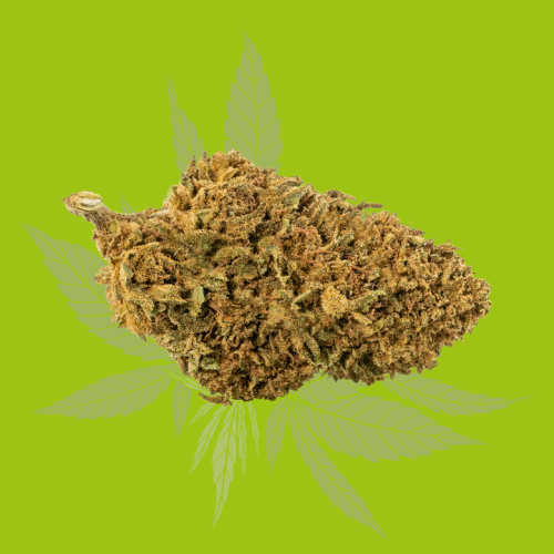 Fleur de cannabis Lemon Cheese en gros plan avec un fond vert clair et des feuilles en arrière-plan